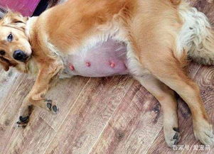 狗狗怀孕有啥特征