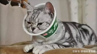 猫戴伊丽莎白圈注意事项