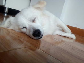 银狐犬多重正常