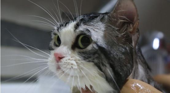 猫洗了澡怎么吹干