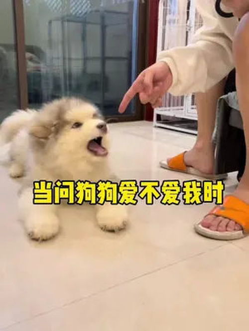 萌宠成长记阿拉斯加雪橇犬