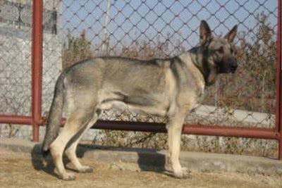 中国狼犬排名
