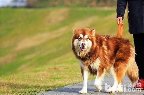 阿拉斯加犬母犬体重