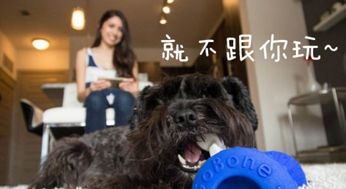 狗狗多久熟悉新家