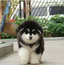 阿拉斯加犬 价格