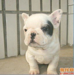 斗牛犬剖腹产一般需要多少钱