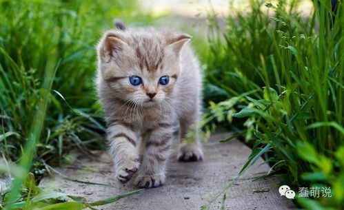 换了猫粮猫的嘴巴臭死了