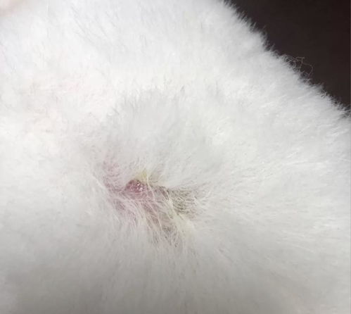狗狗皮肤病用什么药膏好