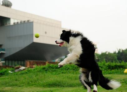 牧羊犬产后护理