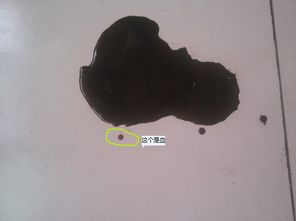 狗狗得了细小要挂几天水