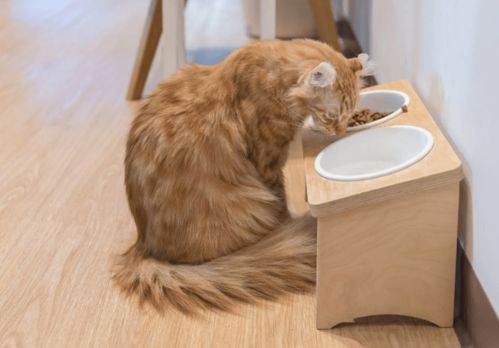 猫咪便血是猫粮的原因吗