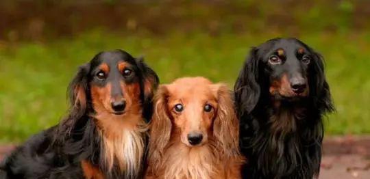 迷你腊肠犬多重