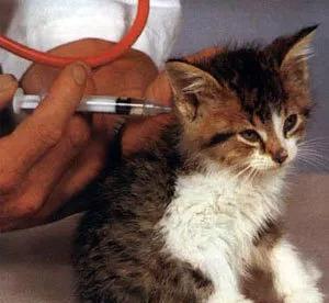 小猫要打疫苗吗-