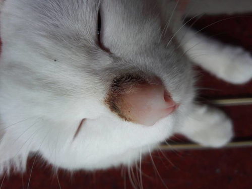 猫咪鼻子皮肤病