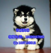 阿拉斯加犬吃鸡蛋有什么好处