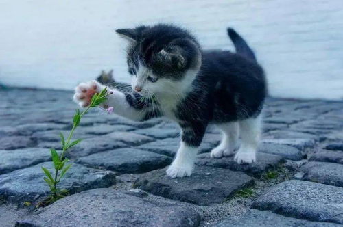 外面捡的奶猫如何消毒