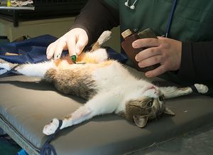 猫绝育要多少时间