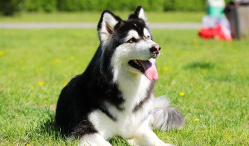 阿拉斯加犬介绍一下