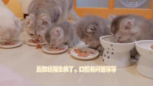 幼猫不可以吃的东西