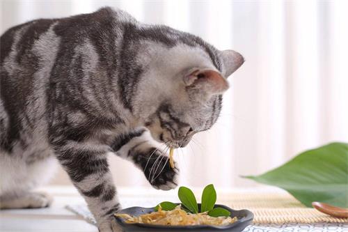 猫猫吃的食物