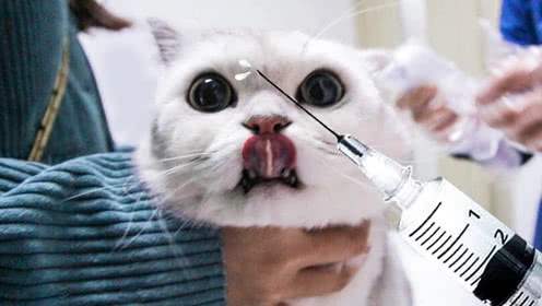猫打疫苗要扎多深