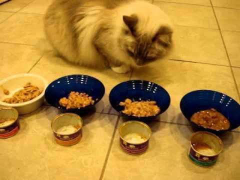 代替猫粮的主食