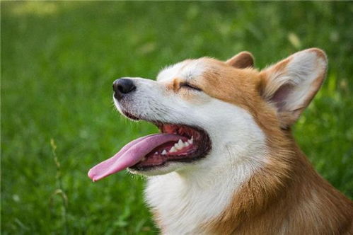 狗粮哪些成分对口腔护理有帮助