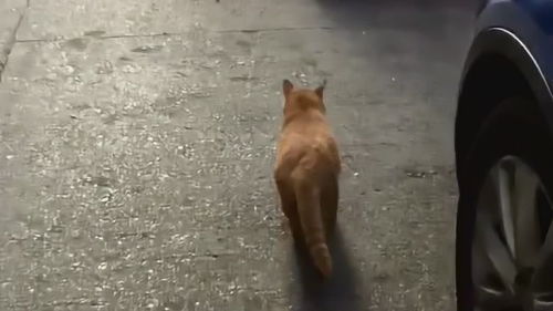 高层楼房养猫怎么办