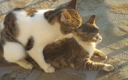 猫猫交配后多久生育