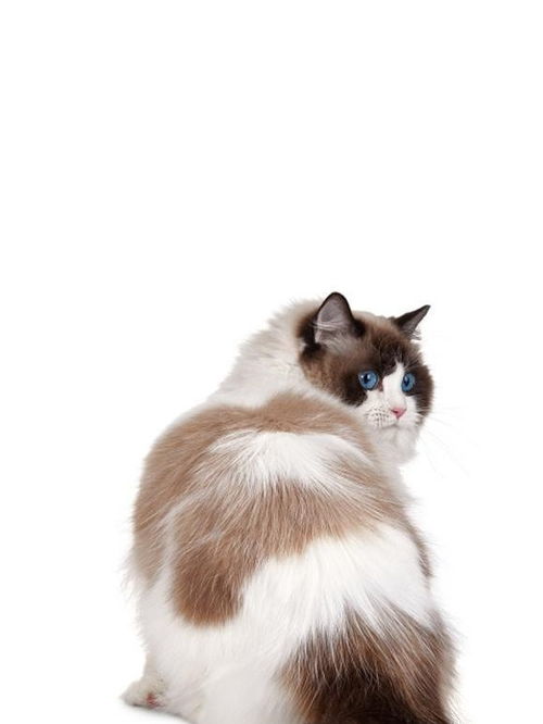 布偶猫可以喂鸡蛋吗