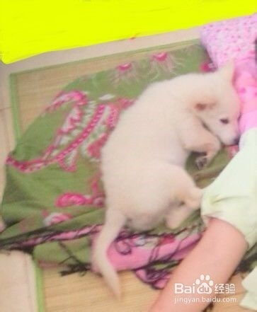 幼犬细小的症状