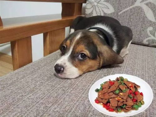 狗可以吃的食物和不能吃的食物
