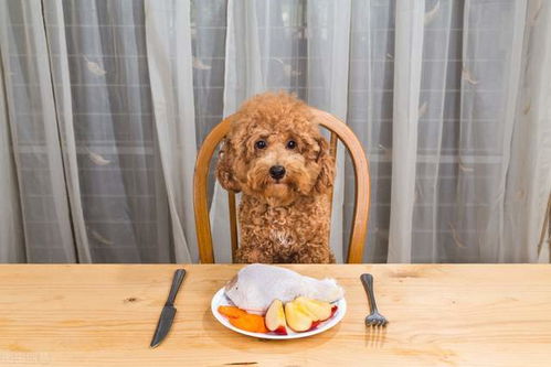 贵宾犬狗粮喂食标准