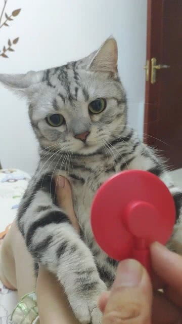 给猫看个病一般的是多少钱
