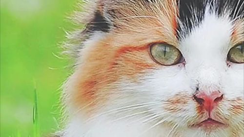 外地买猫 注意事项