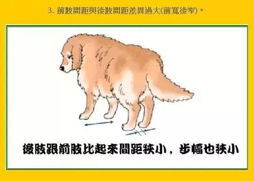 狗髋关节有问题的症状
