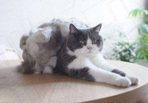哪些猫掉毛多