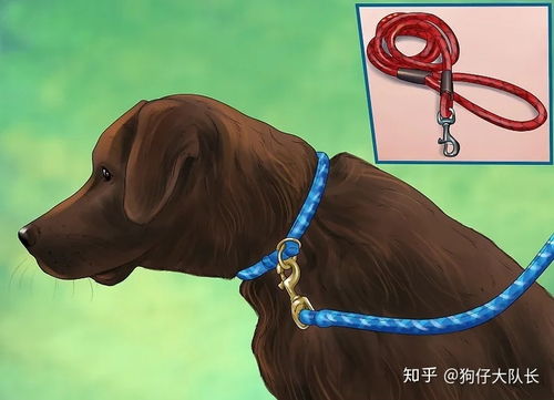 狗狗什么样的牵引绳最舒服