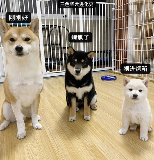 柴犬和柯基选哪个