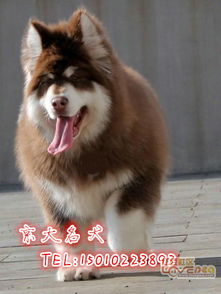 阿拉斯加幼犬的饲养方法