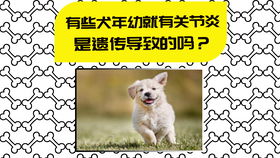 狗狗得了关节炎有什么症状