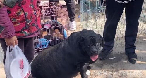 江苏哪里的狗市最出名