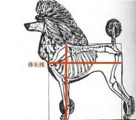 怎样给狗狗量体长图解