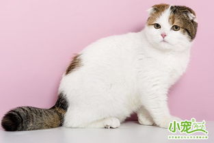 母猫产后多久可以再次怀孕