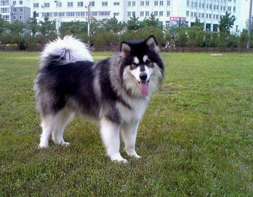阿拉斯加幼犬能吃什么食物
