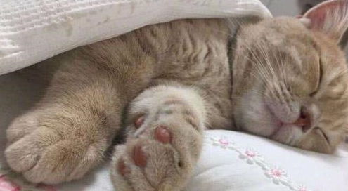 猫咪睡觉舔主人