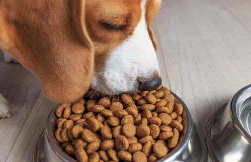 狗每顿饭吃多少