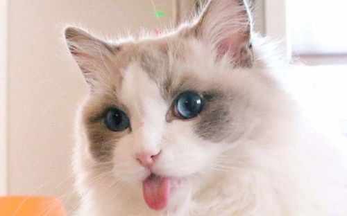 布偶猫折尾有什么弊端
