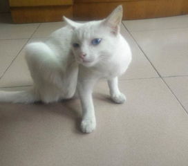 猫打了疫苗吐猫粮