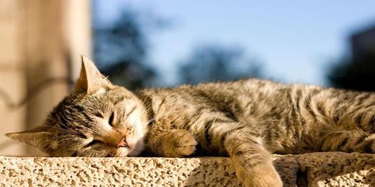 猫咪多久晒一次太阳